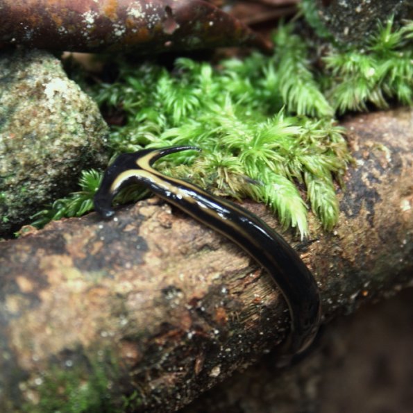 Bipalium Planaire
